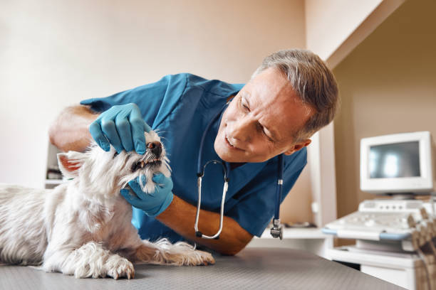 Reliable FL Emergency Dental Service Solutions